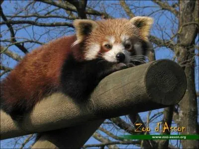 Comment s'appelle cet animal ?