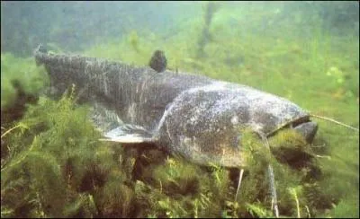 Comment s'appelle cet animal ?