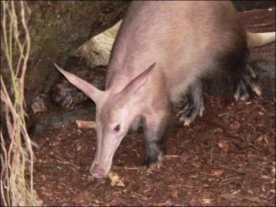 Comment s'appelle cet animal ?