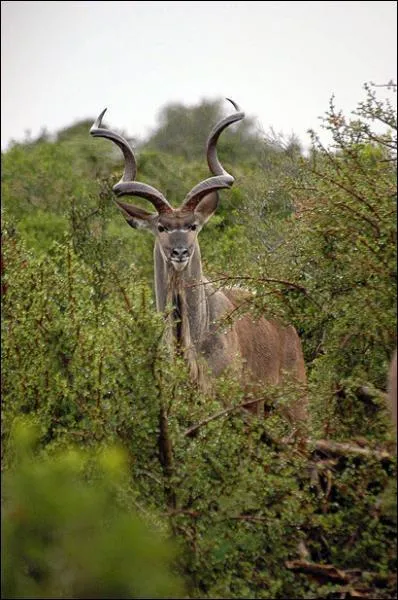 Comment s'appelle cet animal ?