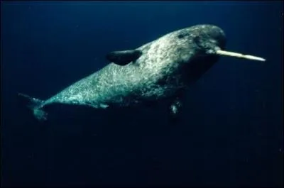 Comment s'appelle cet animal ?