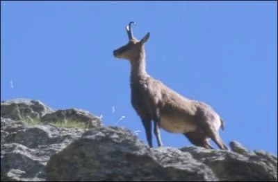 Comment s'appelle cet animal ?