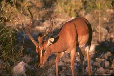 Comment s'appelle cet animal ?