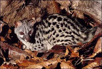 Comment s'appelle cet animal ?