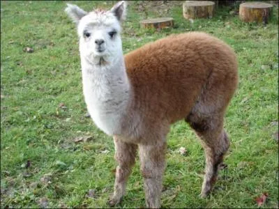 Comment s'appelle cet animal ?