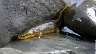 Comment s'appelle cet animal ?