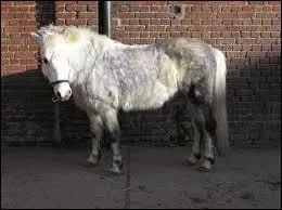 De quel ct dois-tu monter ton cheval ?