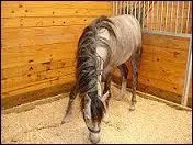 Comment s'appelle l'endroit o l'on met le cheval la nuit, en hiver ?