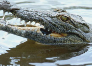 Quiz Autour du crocodile