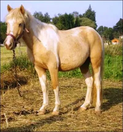 Quelle est cette robe ?