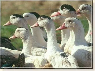 Comment s'appelle ce mtier qui consiste  faire manger plus qu'il ne faut  des oiseaux au bec plat pour en retirer, le moment voulu, un foie bien cirrhos ?