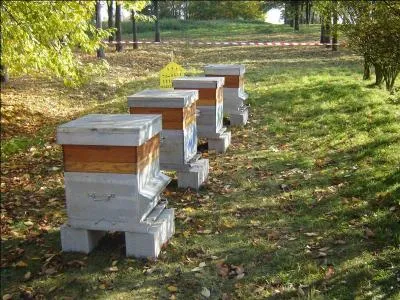 Quel mtier consiste  lever des insectes piquants producteurs de miel et de gele royale ?