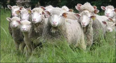 Quel est le nom de ce mtier plutt d'autrefois, o l'on flnait en gardant des troupeaux de moutons sur les alpages ?