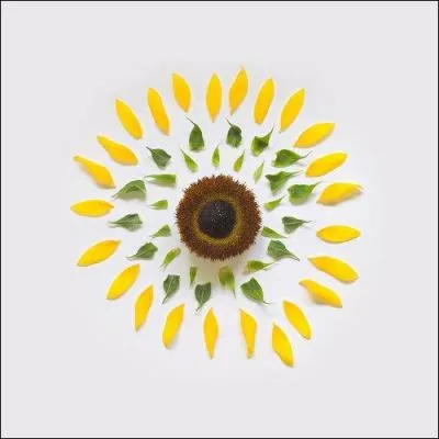 Quelle est la hauteur maximale d'un tournesol ?