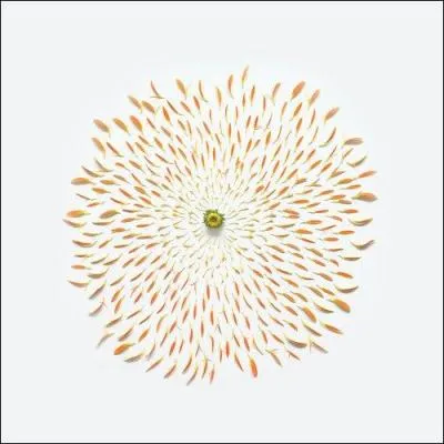 Combien existe-t-il d'espces de Gerbera ?