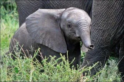 L'lphant est herbivore :