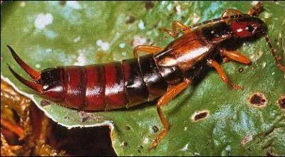 Comment s'appelle cet insecte ?