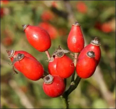 Quel est le nom de ce fruit de l'glantier ?