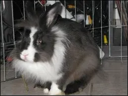 Quelle est cette race ?