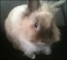 Quelle est cette race ?