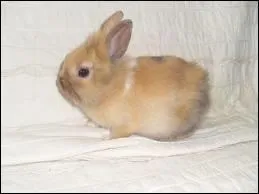 Quelle est cette race ?