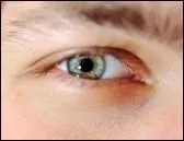 Il s'agit de l'opercule d'un mollusque que l'on trouve sur les bords de la Mditerrane. Il ressemble  un coquillage et, port en pendentif, il est cens port bonheur. C'est l'il de...