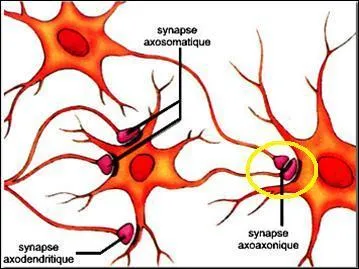 Comment appelle-t-on le point de contact entre deux neurones ? (pour vous aider, je vous dis que le nom est choisi comme pseudo par un membre de quizz.biz)