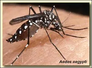 Qu'entend-on par  vomito negro  ?