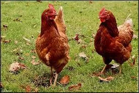 Histoire de cet animal - Notre poule domestique descend de la  poule rouge de la jungle  :