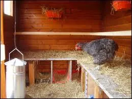 Le perchoir doit tre une barre  bords arrondis, de 25  35 mm de large,  laquelle la poule peut s'agripper confortablement avec les :