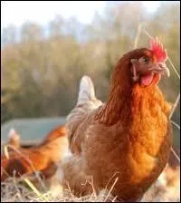 L'igloo serait  le poulailler du XXIe sicle  :