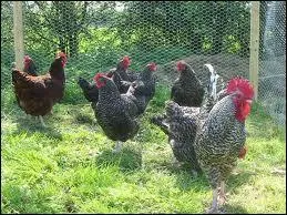 En rgle gnrale, les poules s'entendent bien avec les animaux de compagnie comme les chiens et les chats. Il faut tout simplement laisser les poules s'acclimater quelques jours avant de leur prsenter les autres animaux de la famille. Il faudra oprer :
