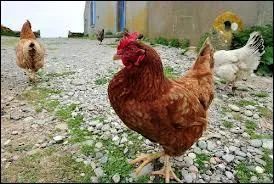 Une poule adulte a normalement besoin d'environ 130 g d'aliments par jour. Les aliments complets prpars pour poules pondeuses se prsentent sous forme de pte ou de granuls. Vous pouvez leur prparer du son, leur donner des graines de bl, de mas... La poule boit beaucoup, elle a besoin d'une eau frache et :