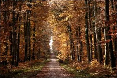 Dans quel dpartement pouvez-vous vous promener dans la magnifique fort de Tronais, fort de plus de 10000 hectares prsentant des chnes remarquables ?