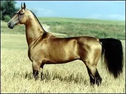 Quel est le cheval  la robe dore et aux crins noirs ?