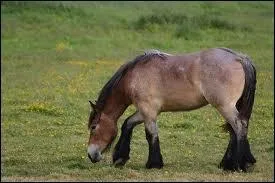 Quelle est la robe qui se compose de trois couleurs ?