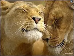 Dans quel pays y a-t-il le plus de lions ?