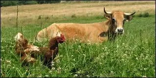 Lequel de ces animaux vit dans une ferme ?