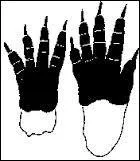 A quel animal appartient cette empreinte ?