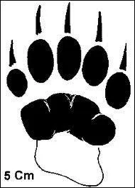 A quel animal appartient cette empreinte ?