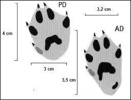 A quel animal appartient cette empreinte ?