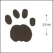 A quel animal appartient cette empreinte ?