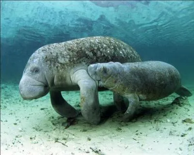 Sous quel autre nom connat-on mieux le  dugong  ?