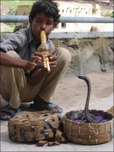 Qui se cache sous le nom de  naja  ?