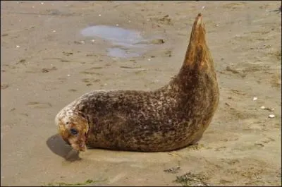 Quel est cet animal, appel aussi  veau de mer  ?