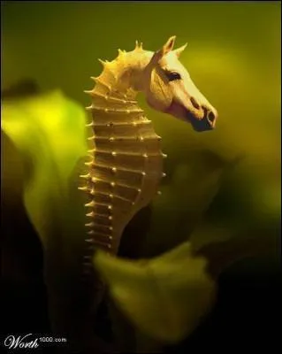 Sous quel autre nom connat-on mieux le  cheval de mer  ?