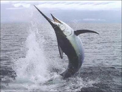 Quel est cet animal, appel aussi  poisson-pe  ?