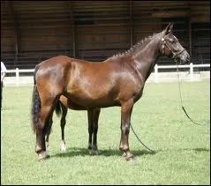 Quels types de races existent ?