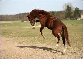 Dans quel endroit met-on un cheval pour qu'il se dfoule ?