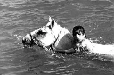 Quel film magnifique d'Albert Lamorisse d'aprs un livre de Ren Guillot se droulant en Camargue, raconte l'amiti entre un jeune garon et un cheval ?